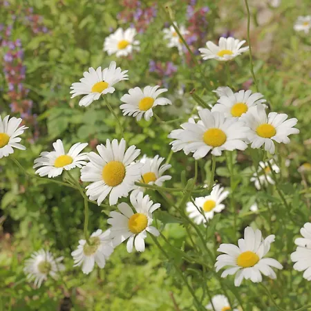 Huset I Bed & Breakfast